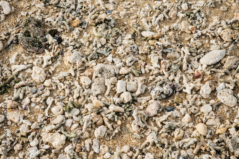 Coral washed on the beach in the sun Coral washed on the beach in the sun