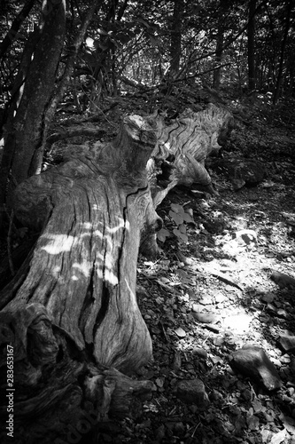 log in the forest