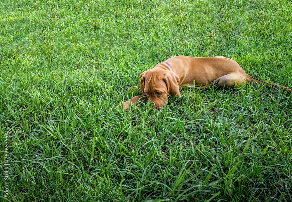 a brown puppy vizsla lying in the grass resting comfortably