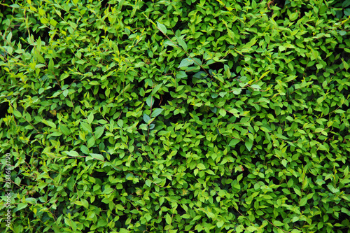 Texture of small green leaves