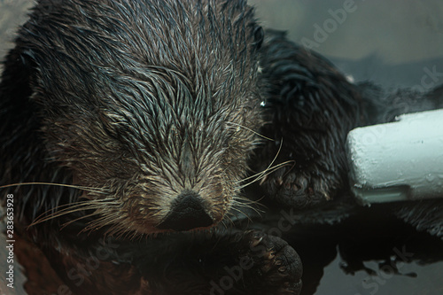 close up of a sea otters face floating in shallow water