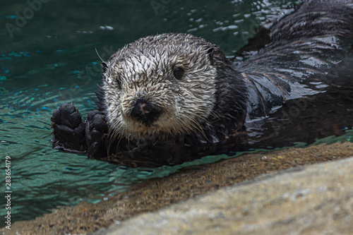 close up of a wet furry sea otter floating in water and looking at the camera © Taya
