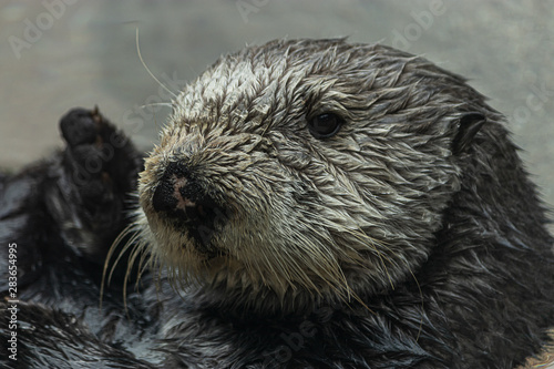 close up of a wet furry sea otter floating in water and looking at the camera © Taya