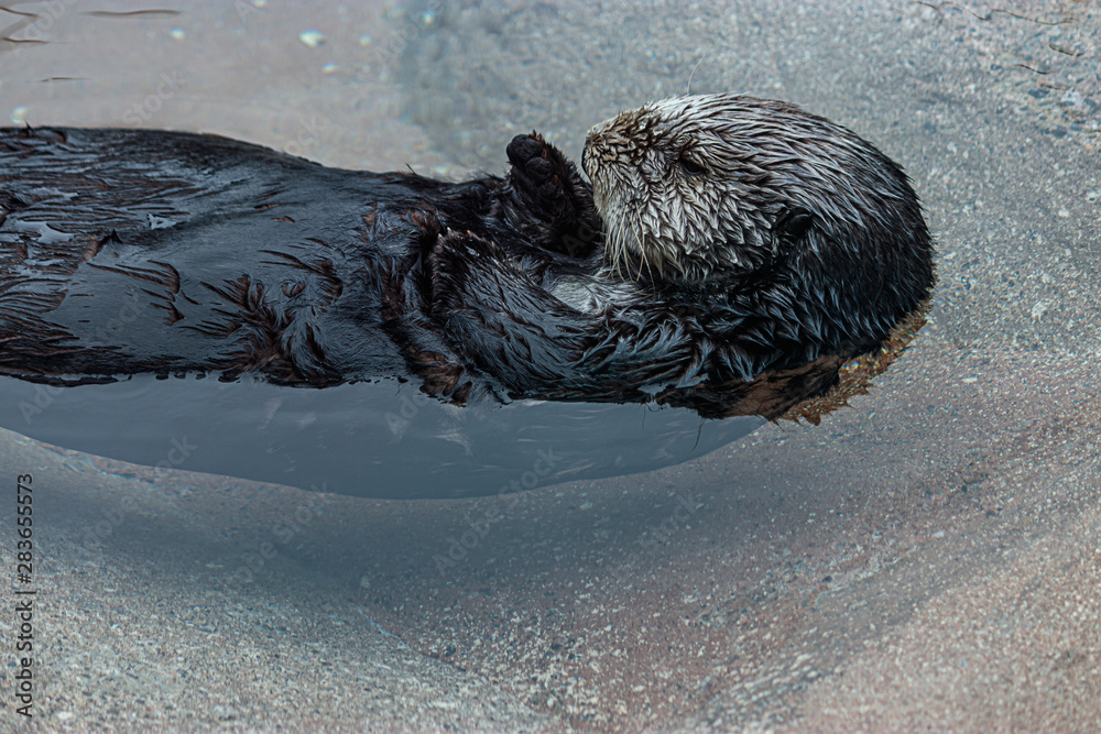 Obraz premium sea otter floating lazily on its back in clear cold water