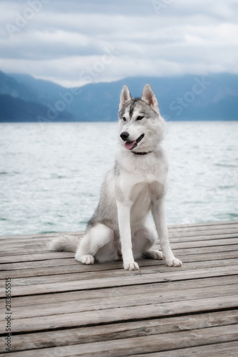 A young grey and white Siberian husky female dog is sitting on a brown wooden pier. She has brown eyes. Water in the lake is calm, the sky is cloudy. There are the Alps mountains in the background. © Rabinger