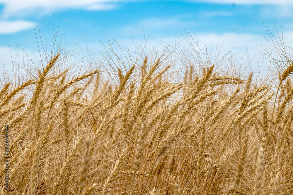 Ears of wheat on the field against the sky. Rural landscape. The concept of growing crops.