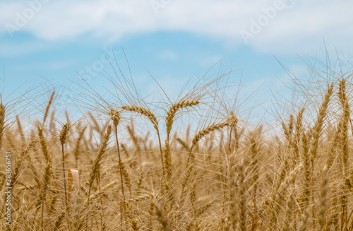 Ears of wheat on the field against the sky. Rural landscape. The concept of growing crops.