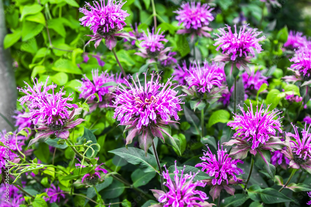 Plant bergamot with flowers in nature