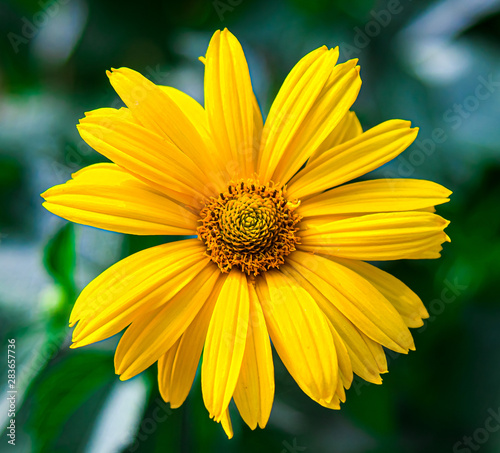 Yellow daisy flower close-up in nature