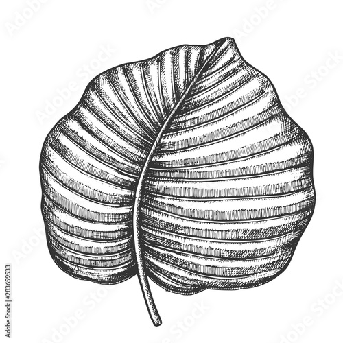 Anthurium Regale Tropical Leaf Hand Drawn Vector. Floral Frond Nils Leaf Of Evergreen Plant. Detail Of Beautiful Nature Botanical Herb Designed In Vintage Style Black And White Illustration