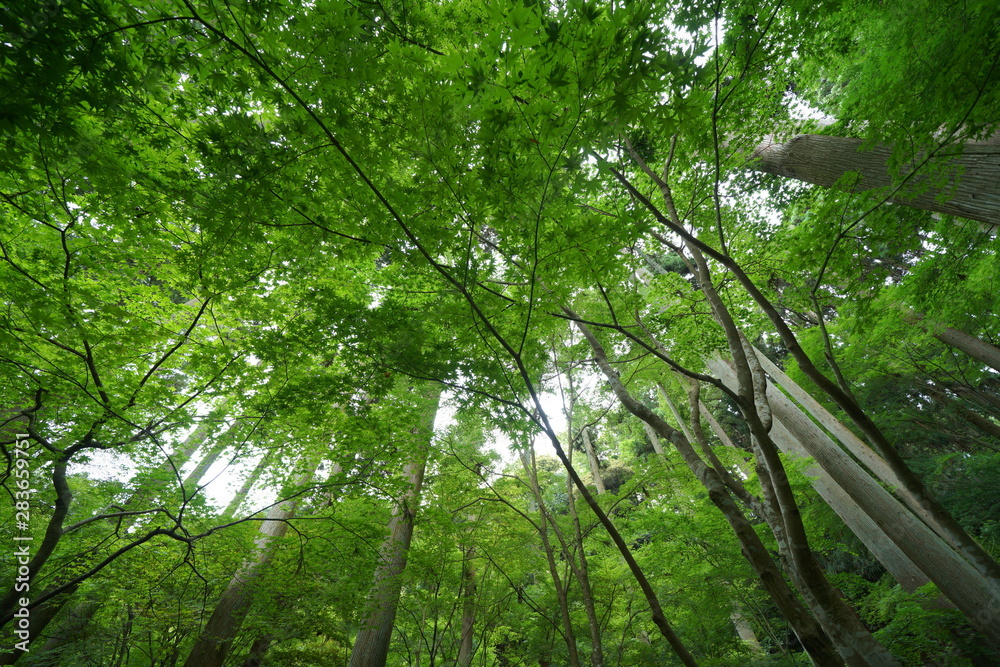 Obraz premium 竹林のお庭