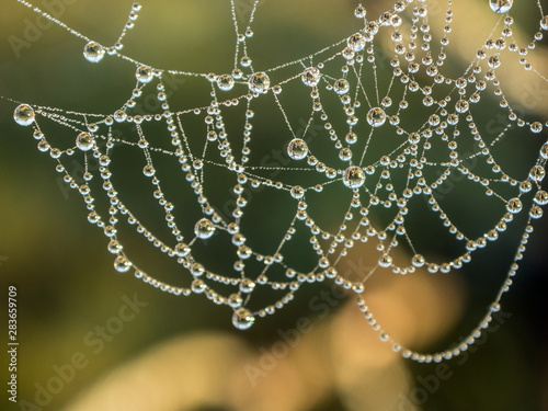 spider web with drops