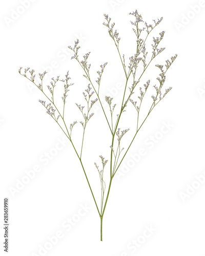 Caspia Flowers on white background. Wedding and home decoration element.