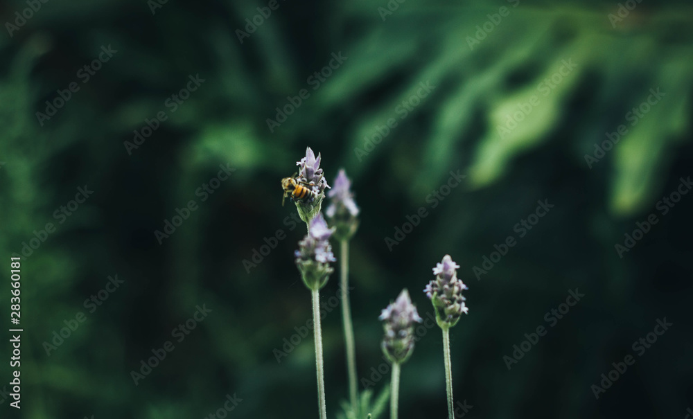 bee in lavender 