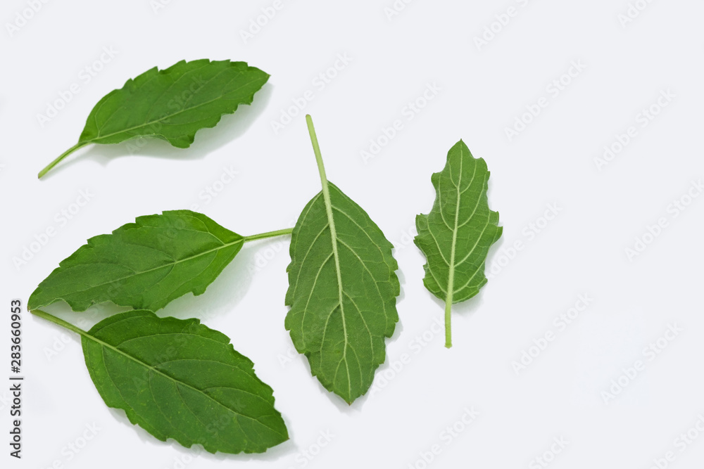 Fototapeta premium Basil leaves on a white background