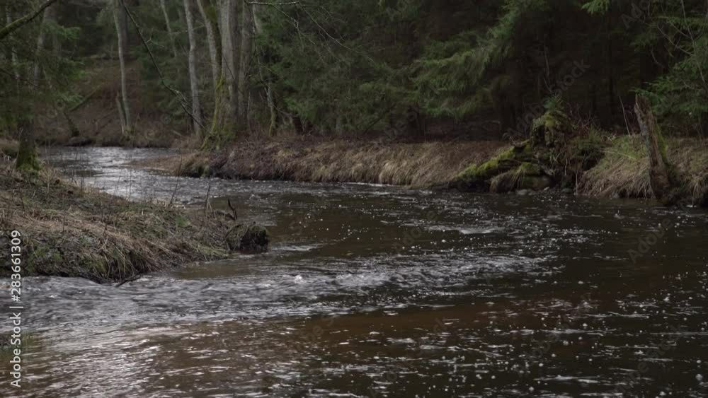 Narrow river flowing in an old grown forest. Fresh spring water stream running trough rooks in the woods. Narrow river flowing in an old grown forest. Fresh spring water stream running trough rooks in the woods.