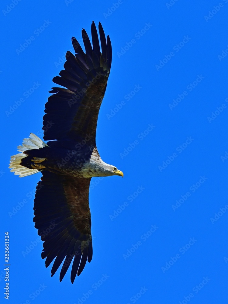 Obraz premium 青空バックに悠然と飛ぶオジロワシ