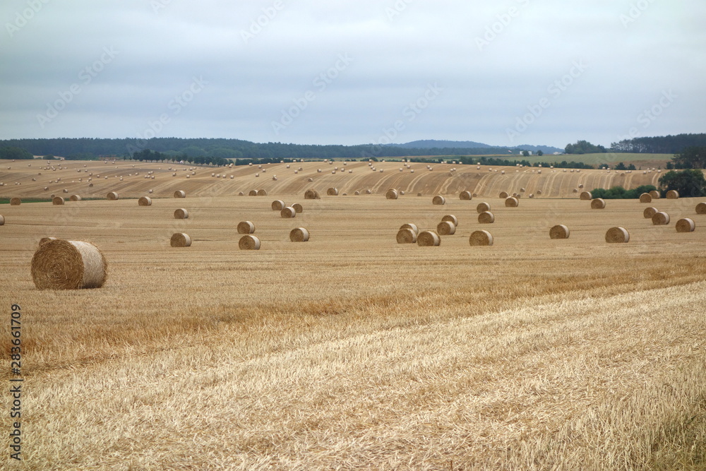 Big rolls of straw lying on a mown field after harvesting grain in Germany.  