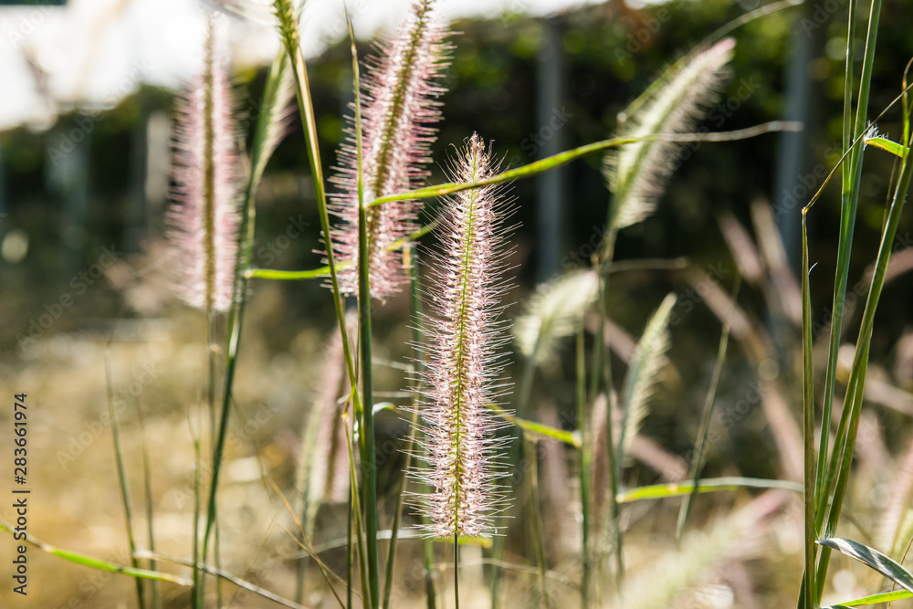 Grass flower or meadow in the field