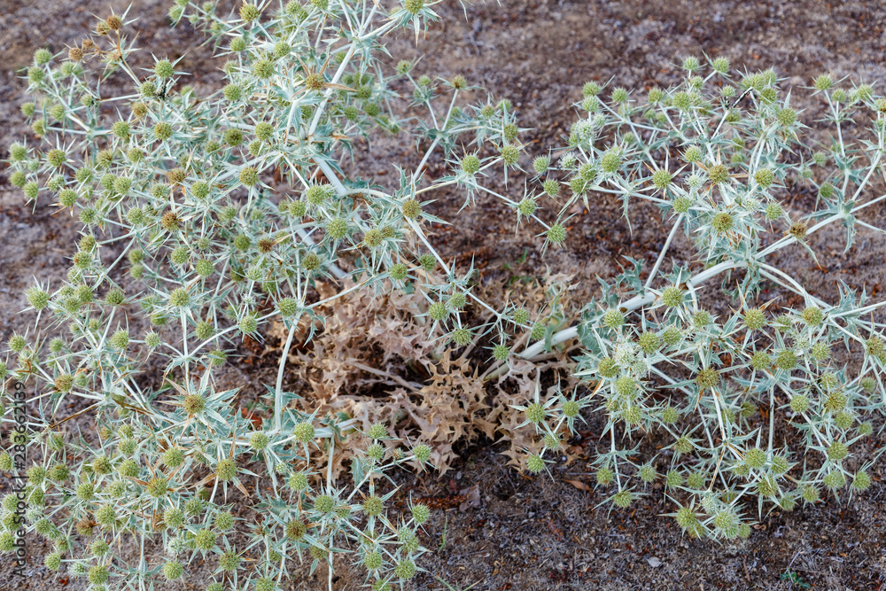 Eryngium campestre. Cardo corredor. Planta espinosa. Eryngium campestre. Cardo corredor. Planta espinosa.
