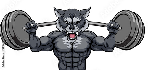 A wolf animal body builder sports mascot weight lifting a barbell