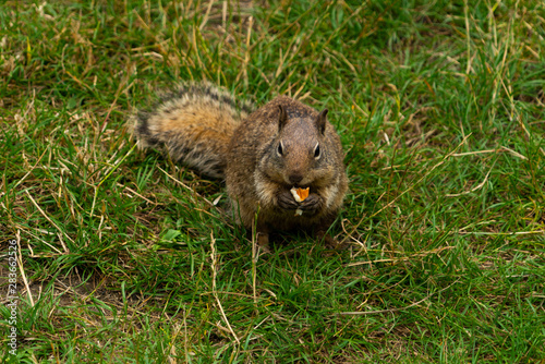 squirrel in park