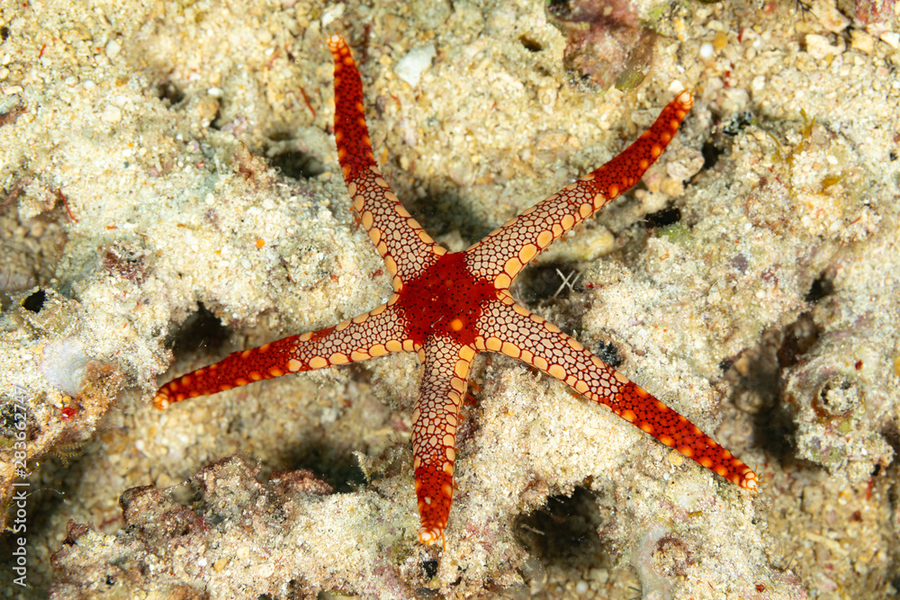 Starfish or sea stars are star-shaped echinoderms belonging to the class Asteroidea Starfish or sea stars are star-shaped echinoderms belonging to the class Asteroidea
