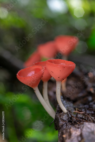 Closeup of Colorful mushroom or Champagne mushroom in rain forest, Thailand. Select focus