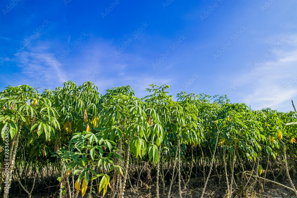 Cassava tree and sky