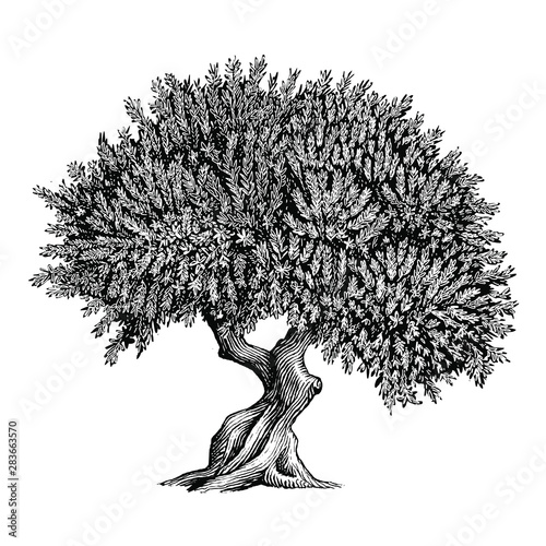 Illustration of an Olive Tree in a vintage style photo