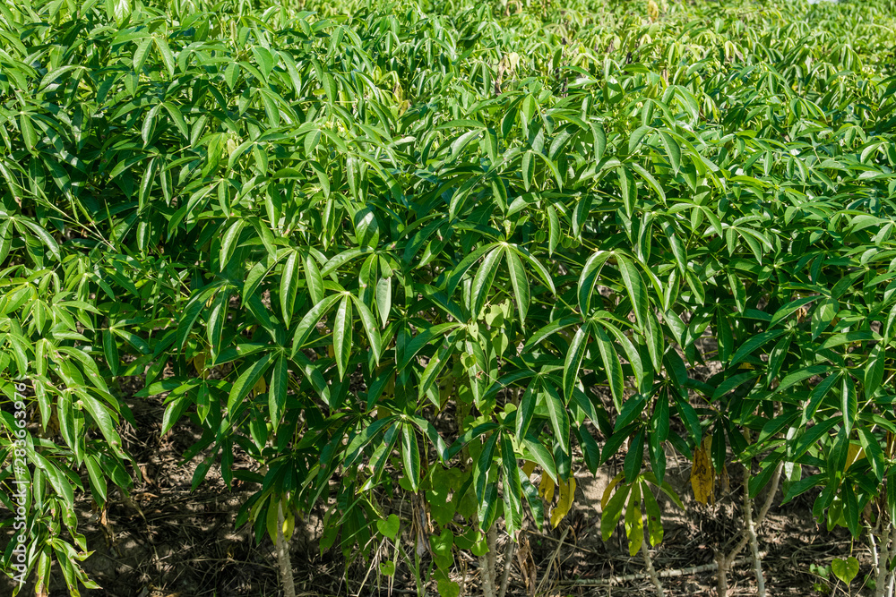 Cassava field plantation farm Cassava field plantation farm