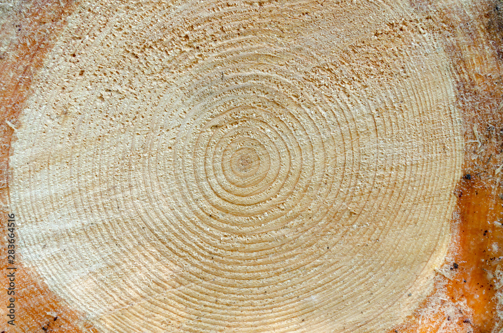 Fototapeta premium the rings on the pine tree as a natural background
