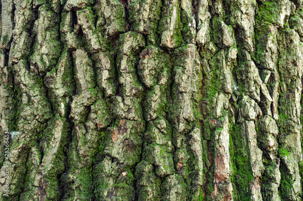 oak bark with moss as a natural background oak bark with moss as a natural background