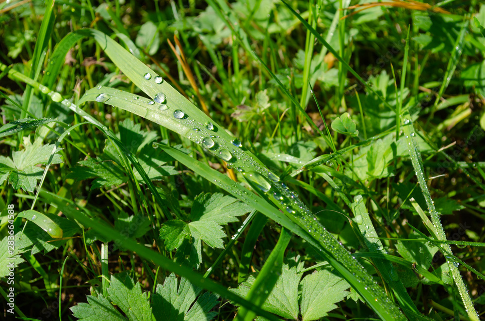 shiny dew drops on green grass close-up shiny dew drops on green grass close-up