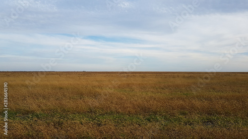 A beautiful landscape of a wheat field in the countryside