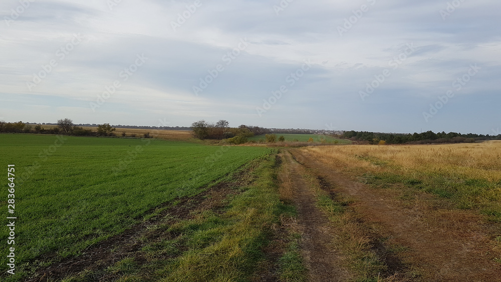 Dirt road on a wheat field landscape