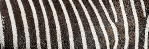 Pattern of zebra skin useful for panoramic background