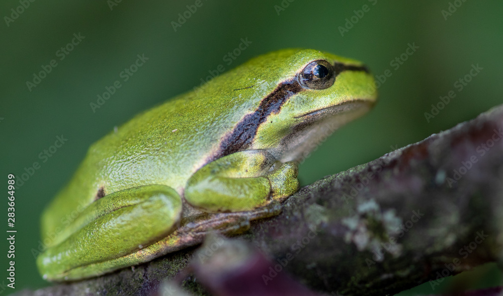 Europäische Laubfrosch (Hyla arborea) Europäische Laubfrosch (Hyla arborea)
