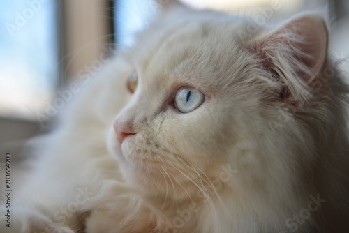 jeweled eye cat