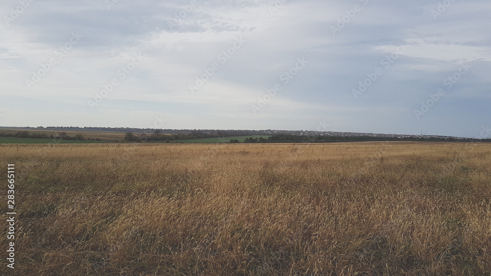 A beautiful landscape of a wheat field in the countryside A beautiful landscape of a wheat field in the countryside