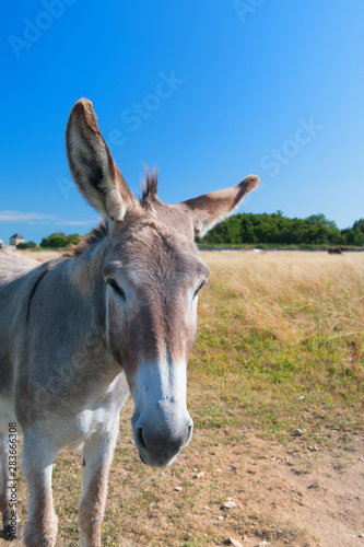 Famous donkey on Ile de Re