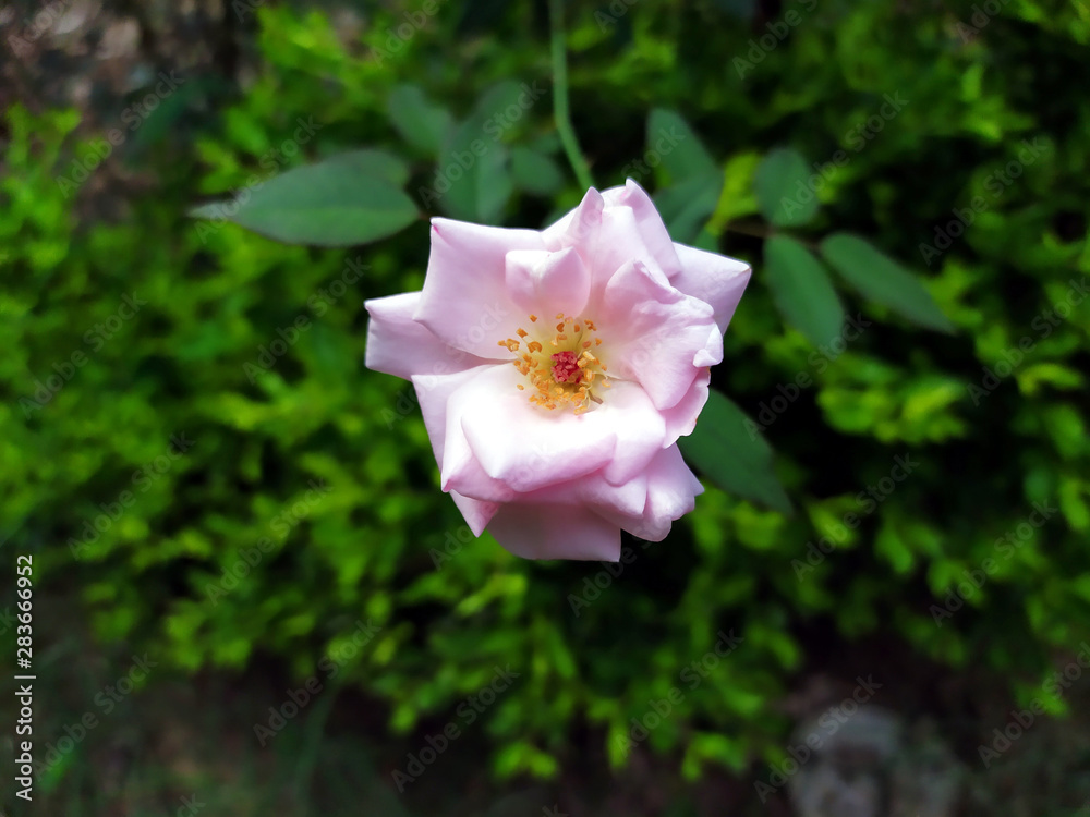 whit rose in garden with green leaves whit rose in garden with green leaves