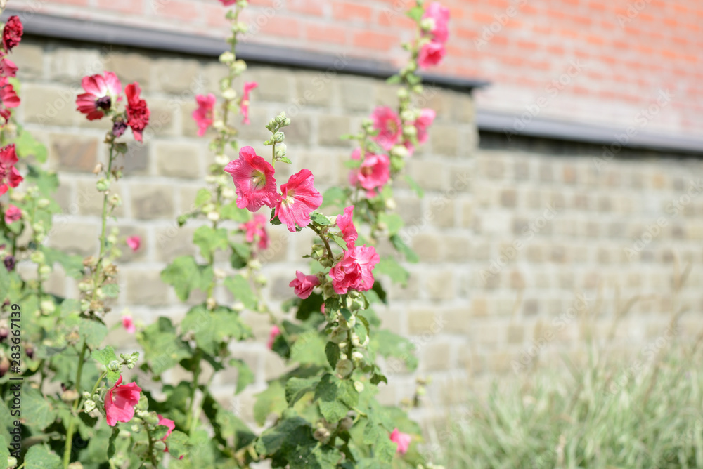 Fototapeta premium Delicate hollyhock flowers in a summer garden on a sunny day closeup