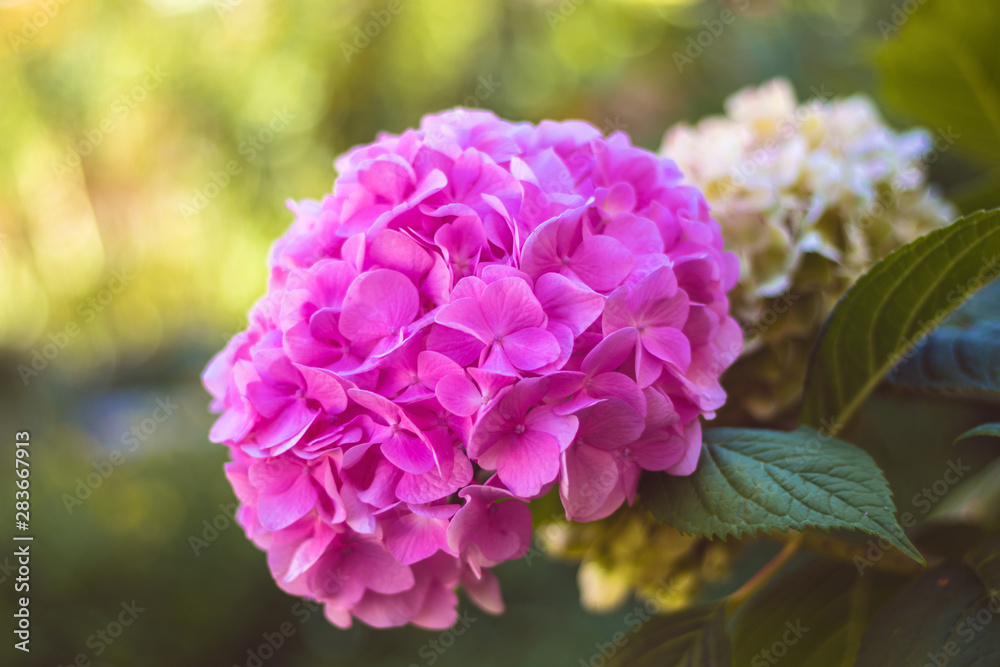 pink blooming hydrangea flower in garden, close up view, green blurred background pink blooming hydrangea flower in garden, close up view, green blurred background