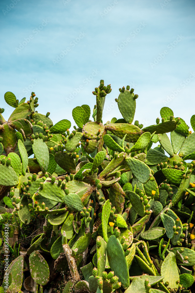 Green cactus scene from Palma de Mallorca Green cactus scene from Palma de Mallorca