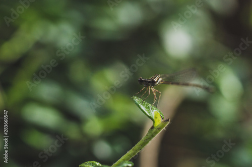 dragonfly on a leaf Close up shot © ruckyletsrock