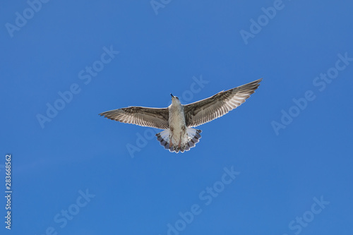 flying seagull on blue sky