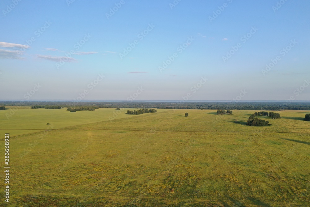 Panorama of a grass field in the Novosibirsk region, in summer