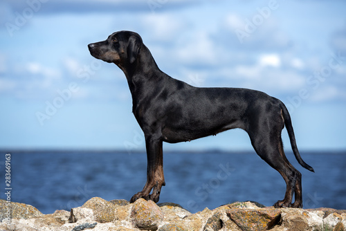 beautiful black catahoula dog standing on the beach