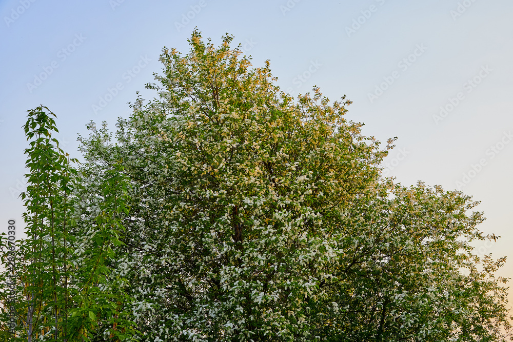 Landscape with a large Bush with white flowers in the evening in a spring Landscape with a large Bush with white flowers in the evening in a spring